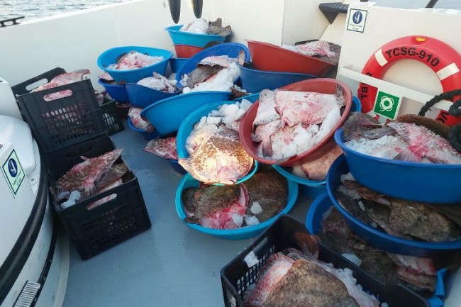 Şile'de kaçak avcılık operasyonu