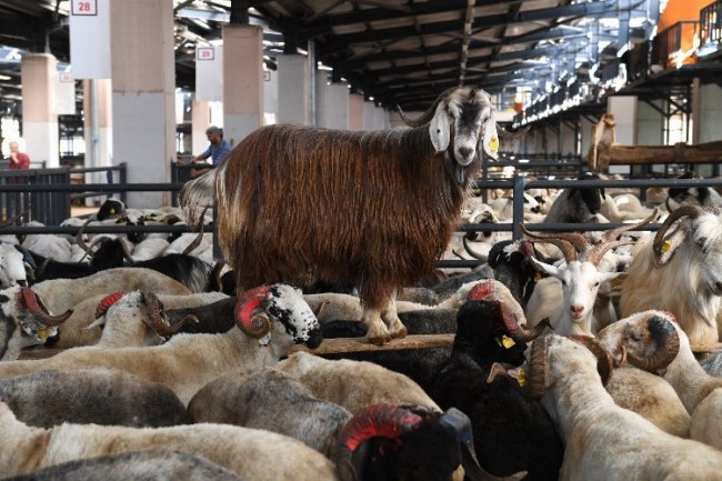 Bursa Osmangazi'de kurban kesim noktaları belli oldu
