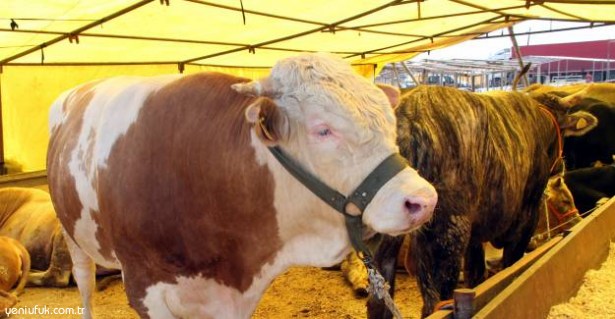 DİKKAT CEZAYA DÜŞMEYİN!..