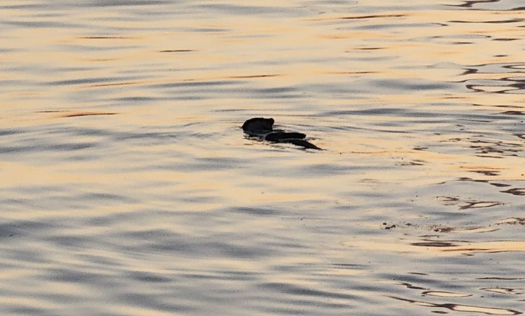 Su samuru güneşli havada keyif yaptı