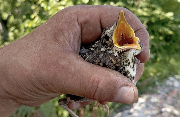Eski komando yuvasından düşen yavru kuşu kurtardı