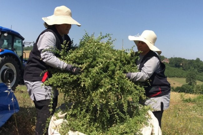 Kocaeli'de yerli ve milli makineyle kekik hasadı