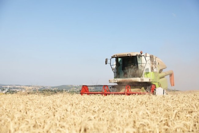 Nilüfer'de yerel tohumdan üretilen buğday hasadı başladı