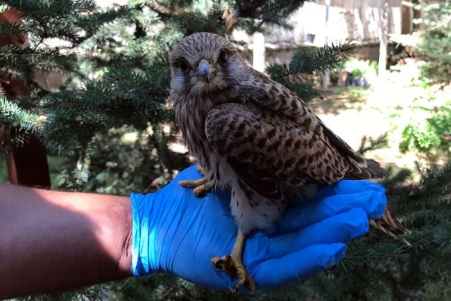Bitkin halde bulunan atmaca yavrusu Bingöl'de tedavi altında