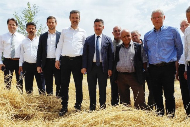 Mudanya'da yeni çeşit buğdaylara hasat