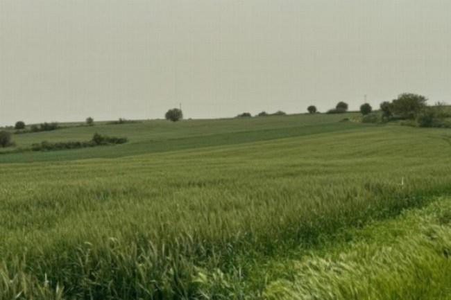 Enez'de tarım ve orman alanına RES için ÇED süreci