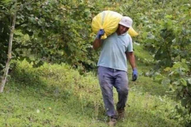 2024 fındık yevmiyeleri belli oldu