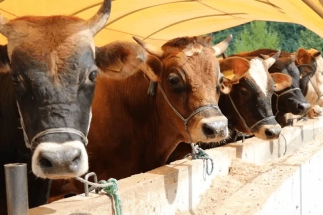 Veteriner Hekim Alkan'dan büyükbaş hayvan sahiplerine önemli uyarı
