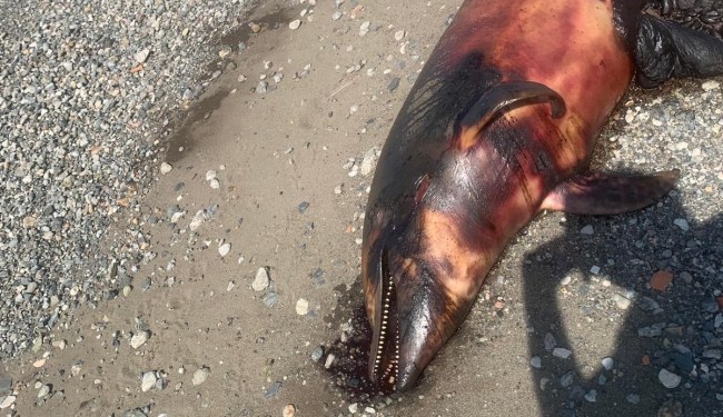 Kdz.Ereğli'de karaya vurdu