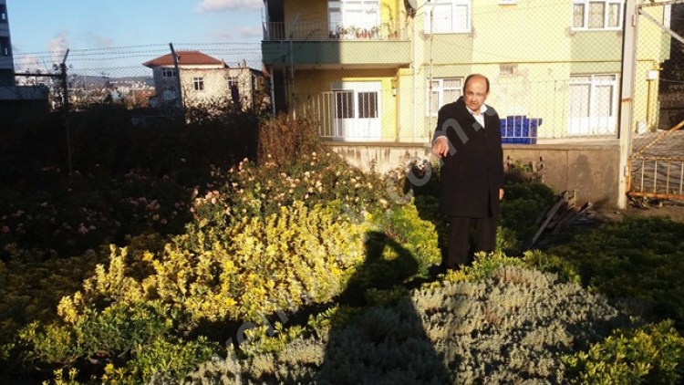 GÜLÜÇ YEŞİLLENİYOR VE GÜZELLEŞİYOR