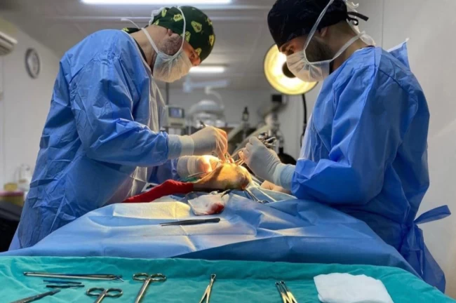 Bursa Osmangazi'de ayda ortalama 200 kedi kısırlaştırılıyor