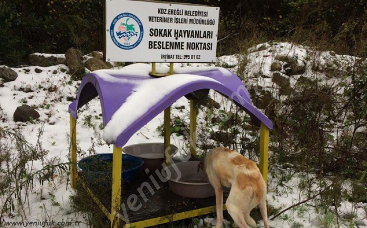 SOKAK HAYVANLARINI UNUTMADILAR..