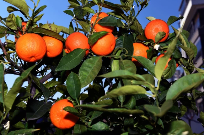 Antalya'dan Kardeş kente turunç ve kamkat fidanı