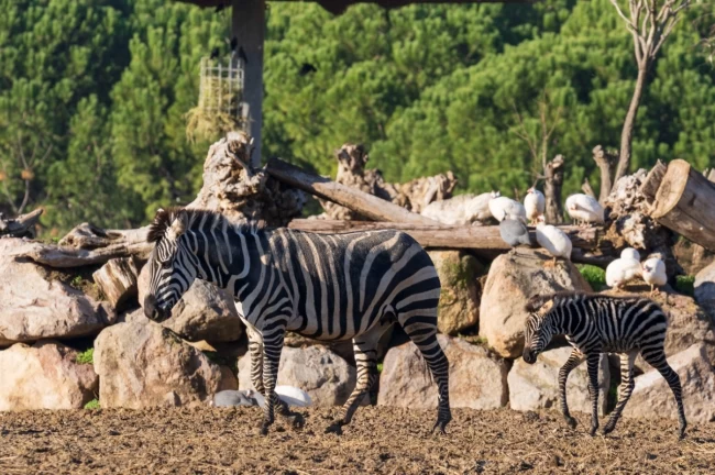 İzmir'de Doğal Yaşam Parkı'nda hedef 1 milyon ziyaretçi