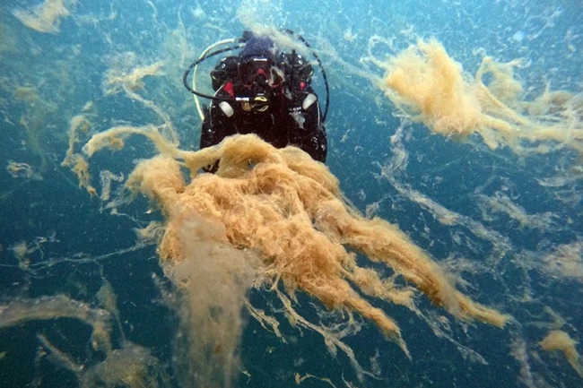 Büyükakın: Marmara Denizi ‘Ben ölüyorum!' diyor