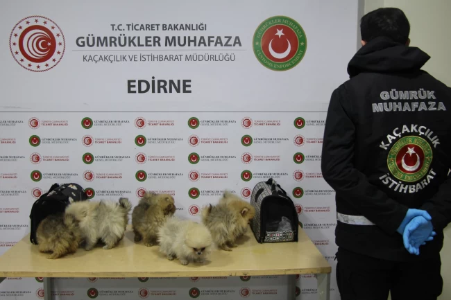 Kapıkule'de bagajdan kaçak köpekler çıktı!