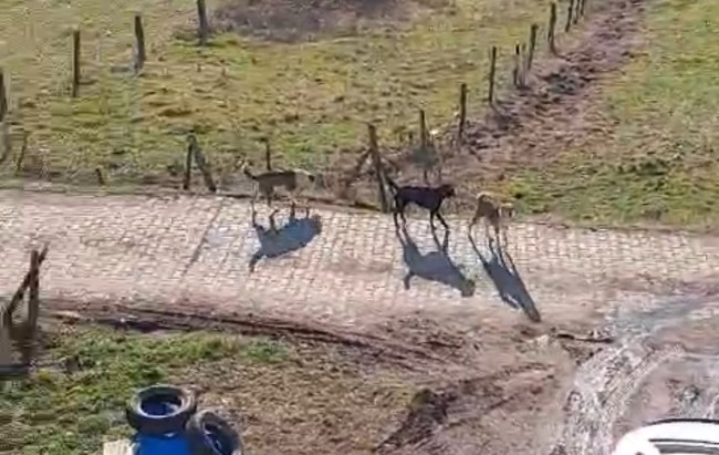 Yazıcılar köyünde başıboş köpek kabusu