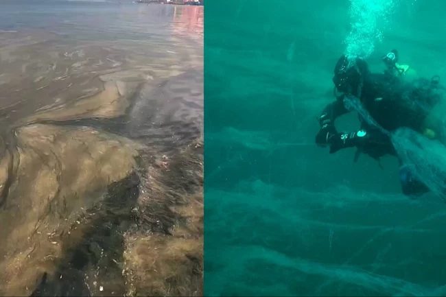 Prof. Dr. Sarı: İlkbaharda müsilaj Marmara'yı kaplayacak