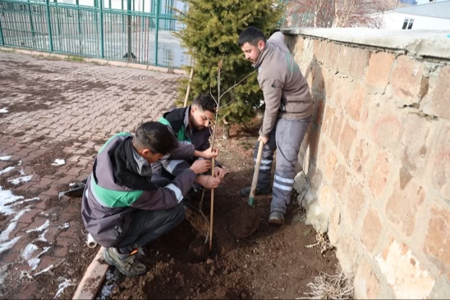 Kayseri Talas'ın kamu alanlarına kestane fidanı
