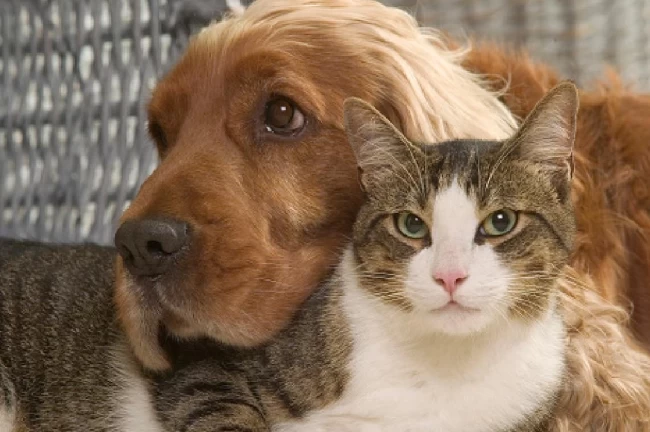 "VetBak" ile sokaktaki canlara ilk tedavi yapılıyor