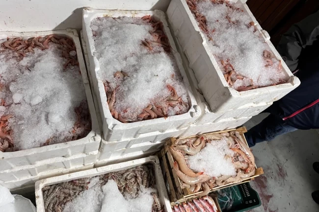 Enez'de hamsi avcılığına sıkı denetim