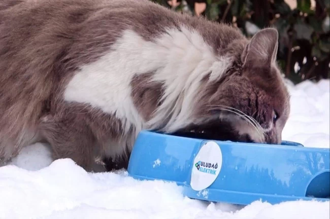 Uludağ Elektrik, 'Sevgimiz, Enerjimiz Sizinle' diyerek can dostlarını unutmuyor