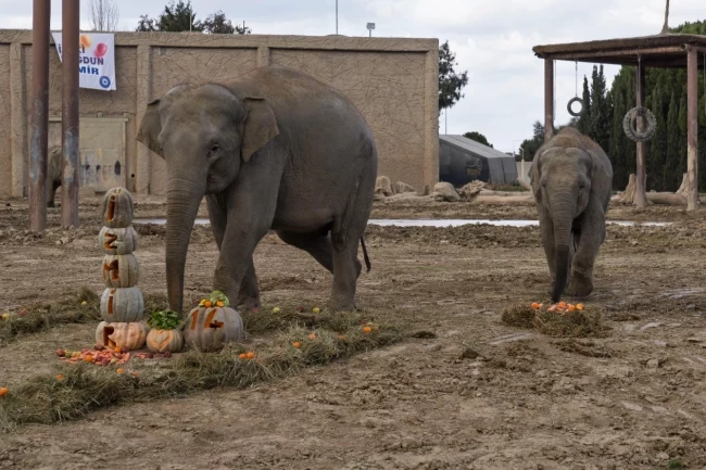 Türkiye'de doğan ilk fil İzmir 14 yaşında... 'Fil'e bal kabaklı yaş günü!