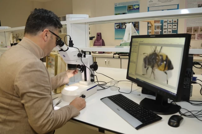 Uludağ'da 3 yıllık arı keşfine çıkılıyor!