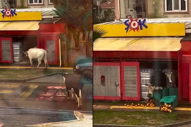 İstanbul Şile'de ineklerin görüntüleri 'Şok' etti!