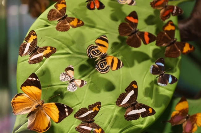 Konya Tropikal Kelebek Bahçesi, Google'ın zirvesinde!
