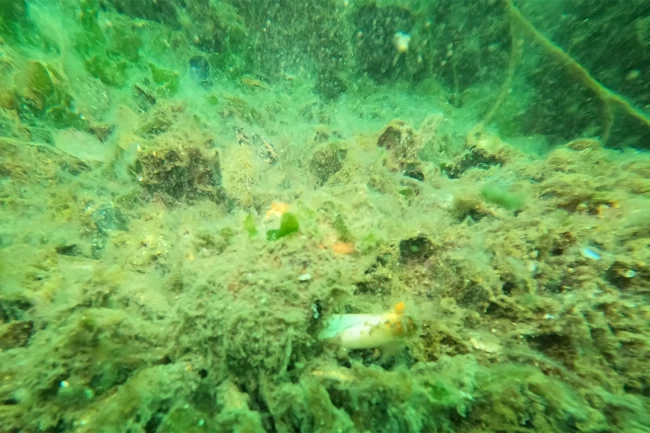 Gemlik Körfezi'nde müsilaj alarmı