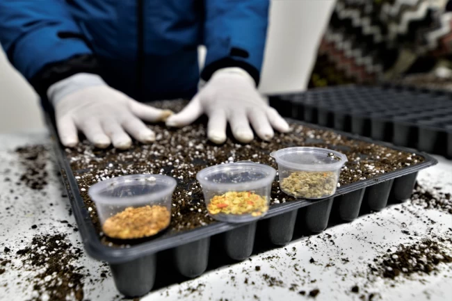 Bornova'da tohumdan sofraya doğal üretim