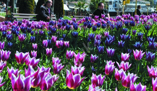 BAHAR GELDİ, EREĞLİ RENKLENDİ...