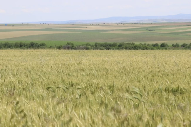 Buğdayda kara tablo! Türkiye'de buğday krizi büyüyor!