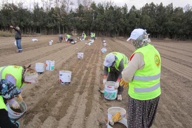 Türkiye'de ormanlarda çalışan 18 bin kadın var!