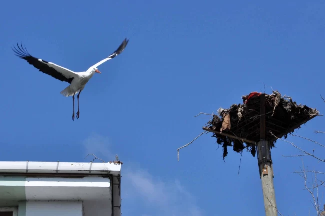 Kocaeli'den leylek yuvasına güvenli dokunuş