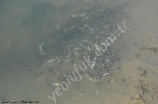 SEBEBİ ANLAŞILDI!..