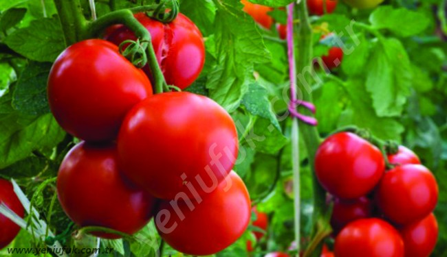 KONSERVE PLANLARINIZI ERTELEYİN.. DOMATES UCUZLUYOR!..