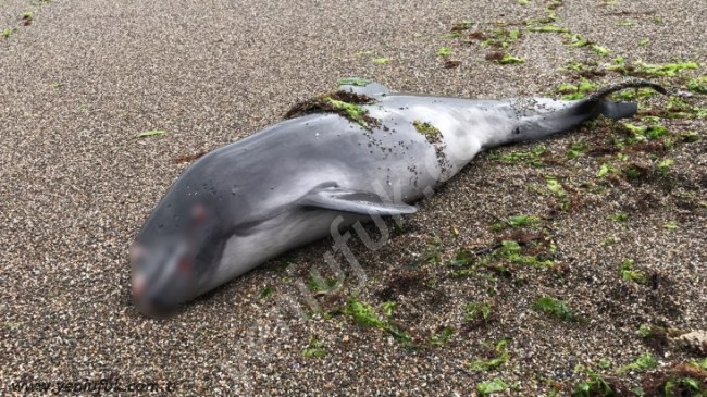 YUNUS KATLİAMINA BALIKÇILAR MI YOLAÇTI?