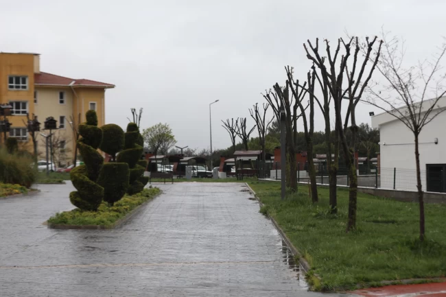 Muğla'da ağaçlara gençlik aşısı