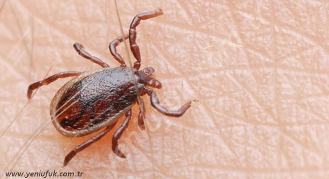 KENE SEZONUNA DİKKAT!