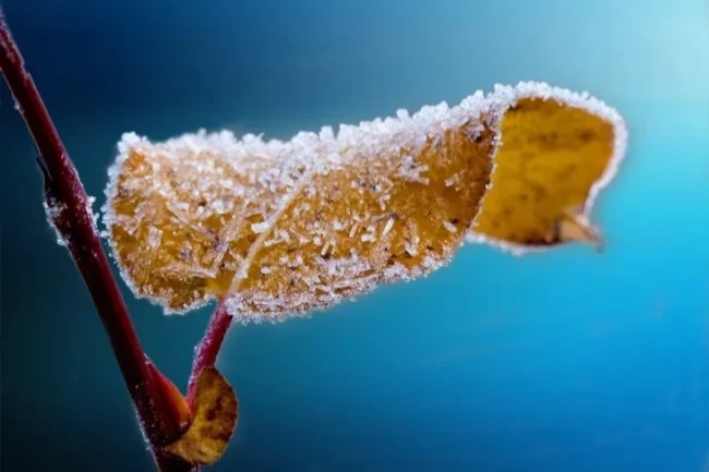 Tarım ve Orman Bakanlığı'ndan çiftçilere zirai uyarı!