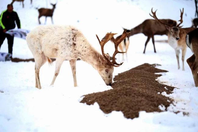 Karda çaresin kalan hayvanlara yardım eli