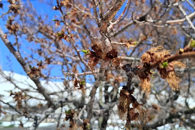 Çiftçiyi 'don' perişan etti! Borçlar ertelenmeli, afet bölgesi ilan edilmeli!
