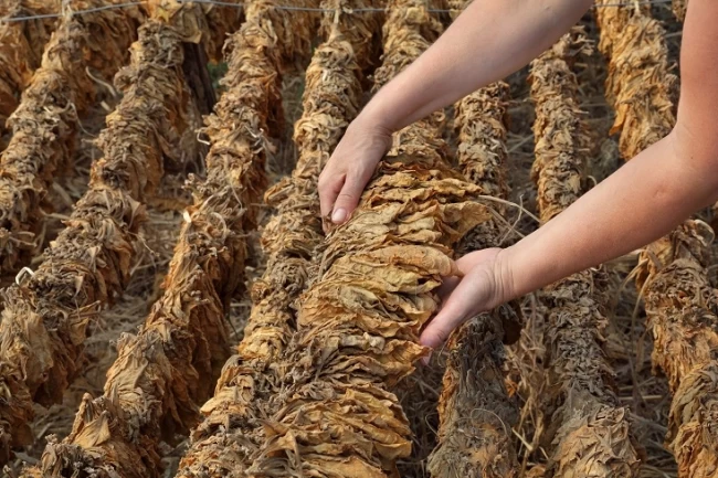 Tütün sektörü 2025 yılında 80 bin ton üretim hedefi koydu