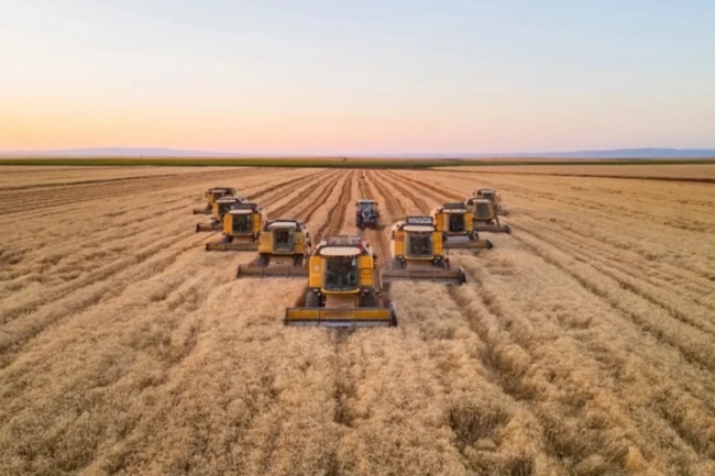 Karacabey TİGEM'den mısır hasadı ihalesi