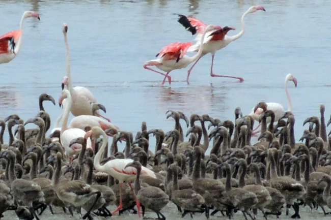 Flamingoların büyüleyici dünyası Bornova'da