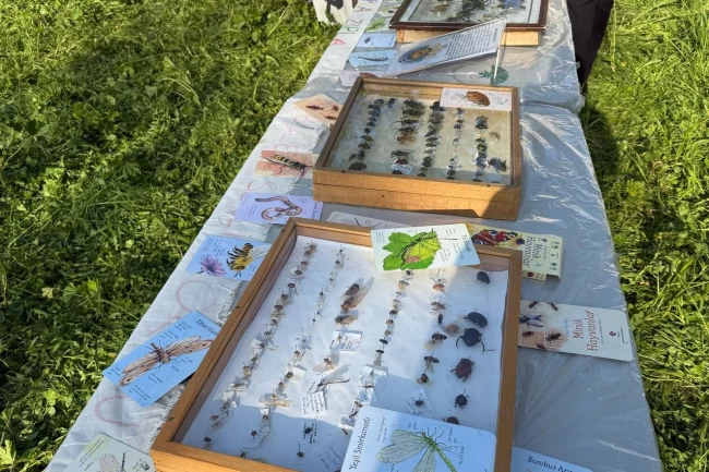 Bursa Osmangazi'de ‘Böcek Bilim' buluşması yapıldı