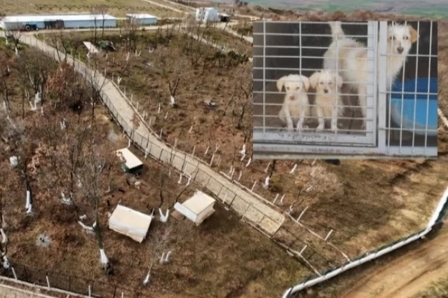 Edirne Keşan'da yeni hayvan barınağında tepki çeken uygulama!