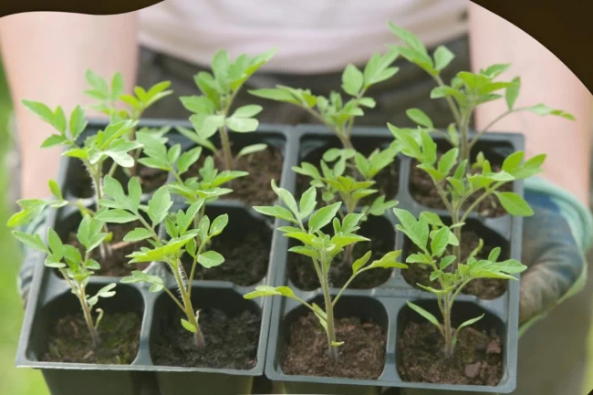 Milas'ın ata tohumları yaygınlaştırılacak